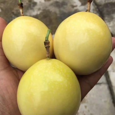 黄金百香果有蜂蜜味芭乐味