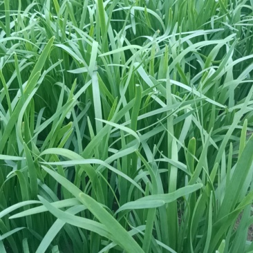 精品大叶韭菜