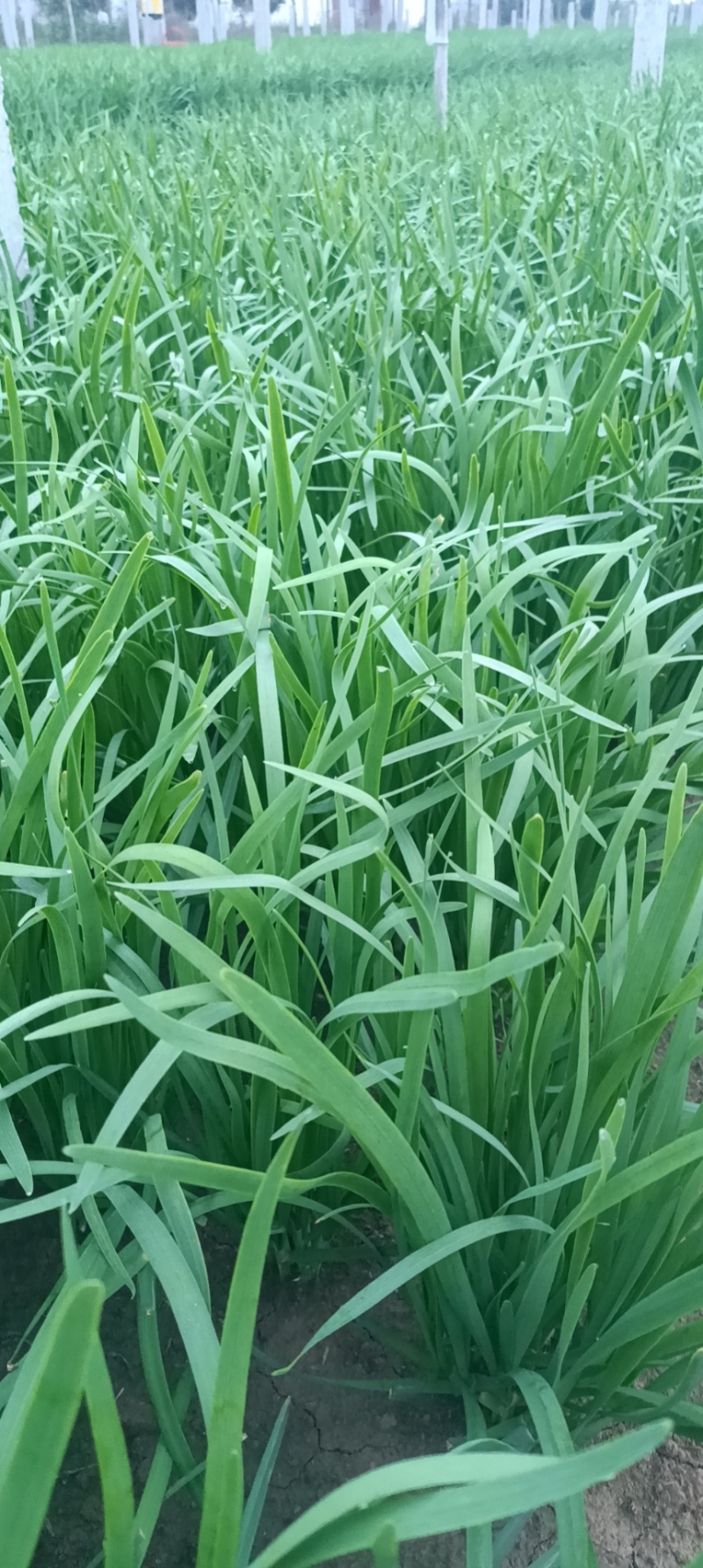 精品大叶韭菜
