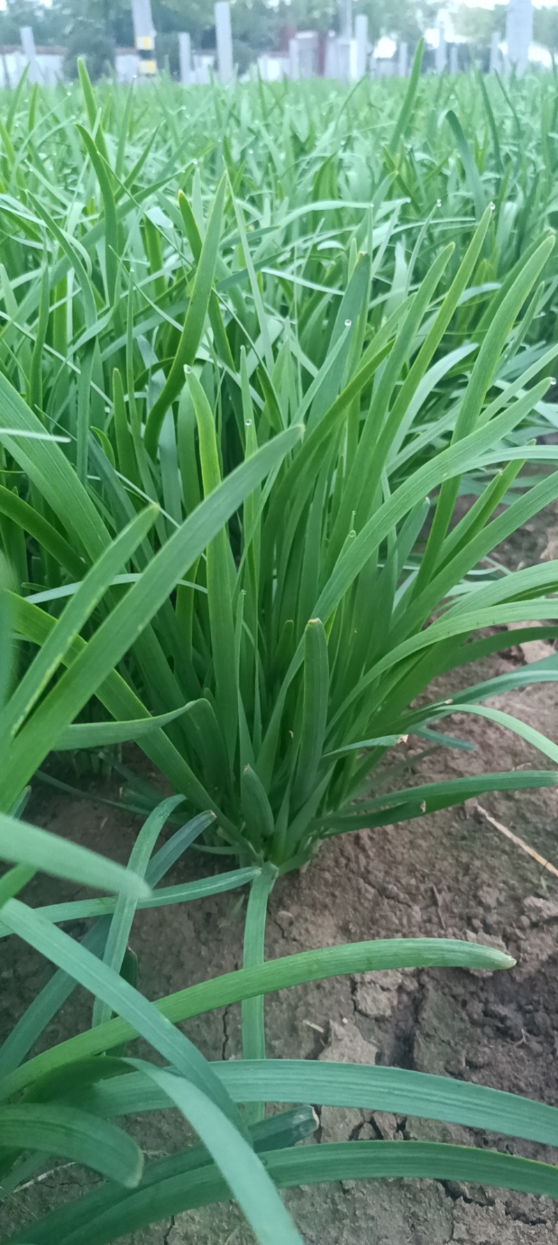 精品大叶韭菜