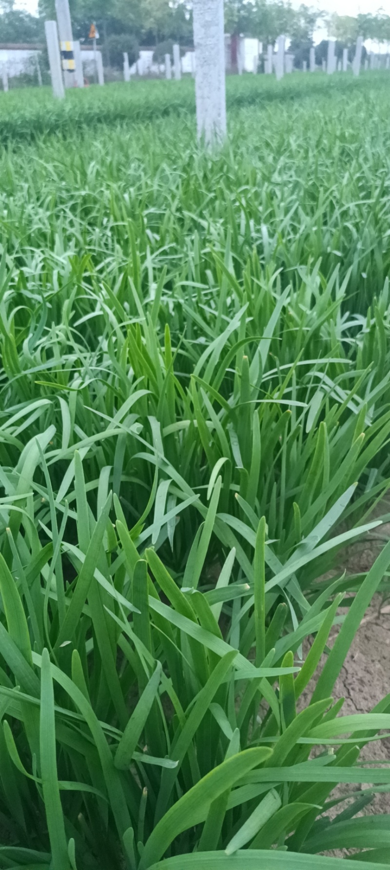 精品大叶韭菜