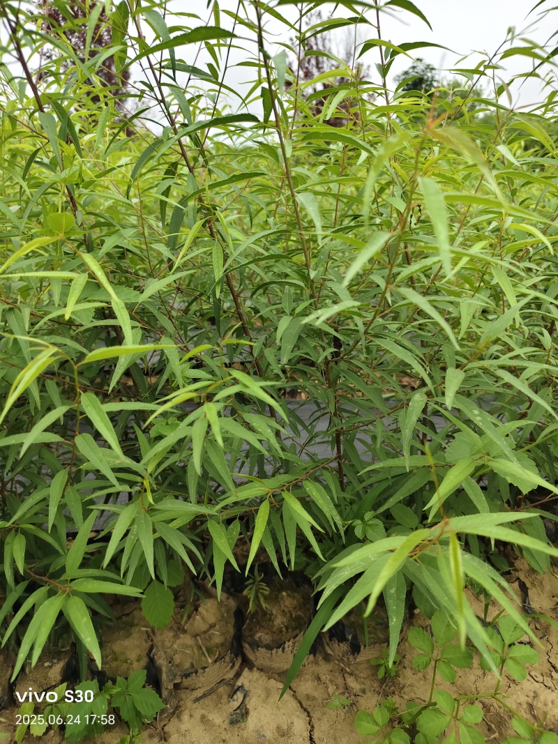 陕西山桃苗高80~110厘米冠福30厘米