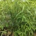 陕西山桃苗高80~110厘米冠福30厘米