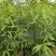 陕西山桃苗高80~110厘米冠福30厘米