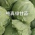 甘蓝