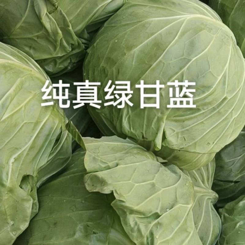 甘蓝