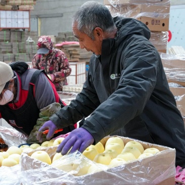 绥中黄元帅常年有货供应代发代办