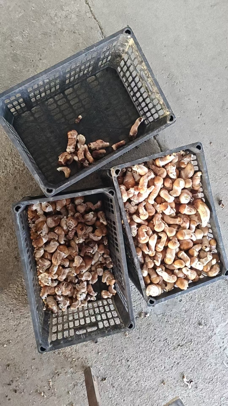 松茸干片批发鲜松茸新鲜松茸松茸干片松茸批发