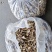 松茸干片批发鲜松茸新鲜松茸松茸干片松茸批发