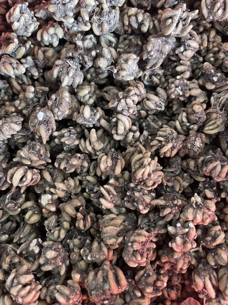 猫爪草黑皮尖爪黄皮尖爪