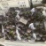 藤枕葡萄、维多利亚、红八陆续大量上市