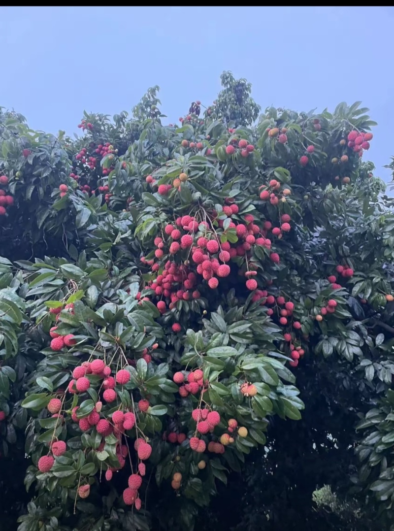 桂味，糯米糍，荔枝