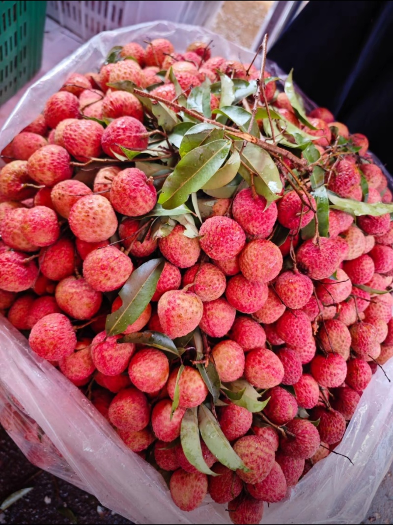 桂味，糯米糍，荔枝