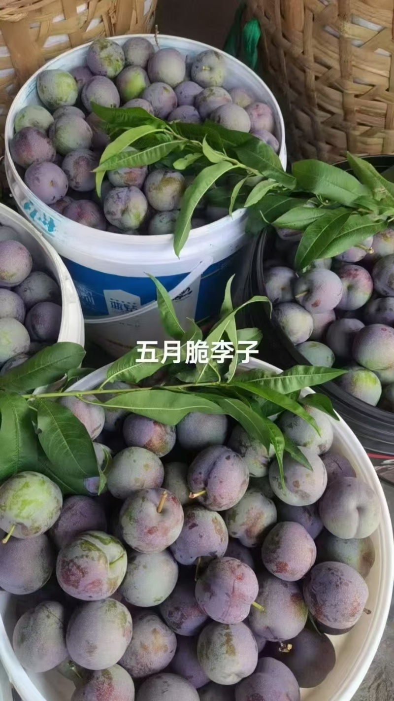 汉源五月脆凤凰李李子新鲜采摘可供批发市场商超团购