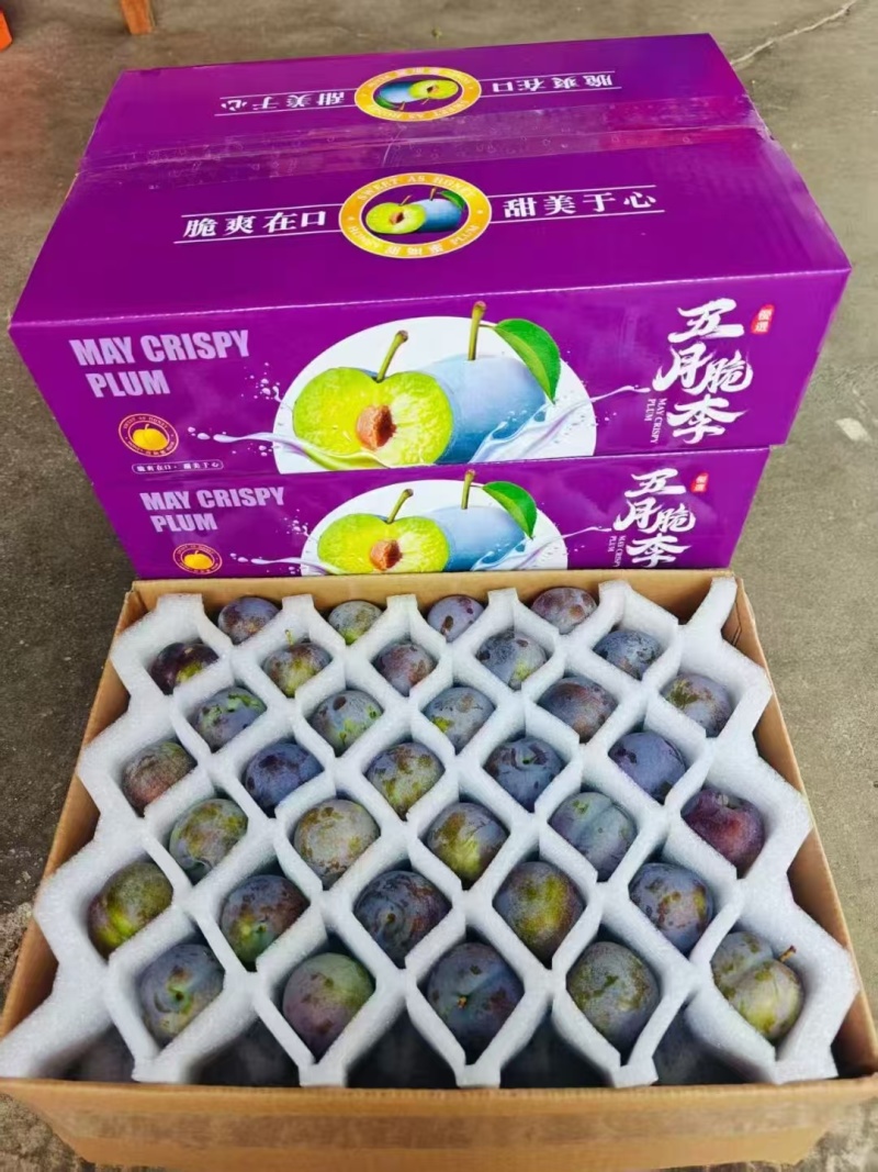 汉源五月脆凤凰李李子新鲜采摘可供批发市场商超团购