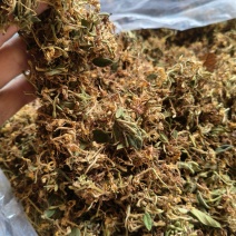 云南野生金银花中药材精品金银花野生种植大量现货
