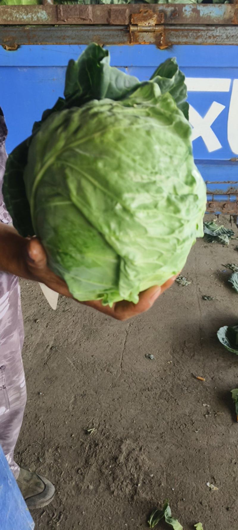 包菜量大