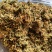 云南野生金银花中药材精品金银花野生种植大量现货