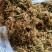 云南野生金银花中药材精品金银花野生种植大量现货