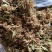 云南野生金银花中药材精品金银花野生种植大量现货