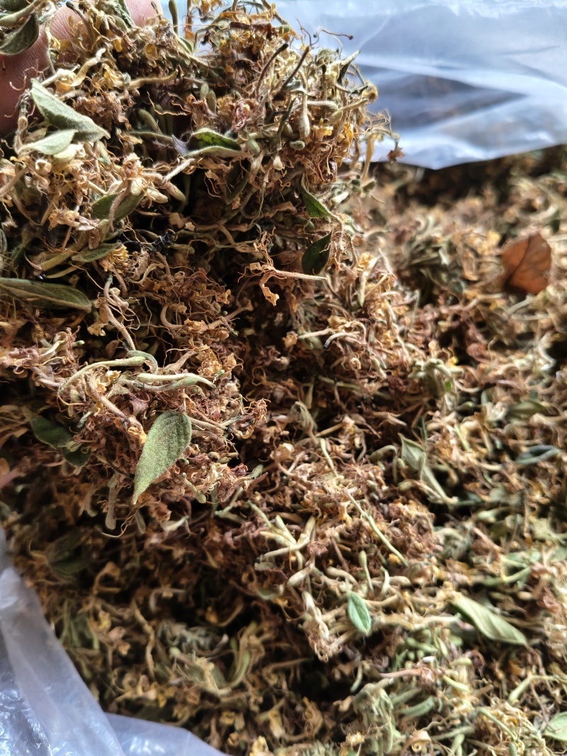 云南野生金银花中药材精品金银花野生种植大量现货