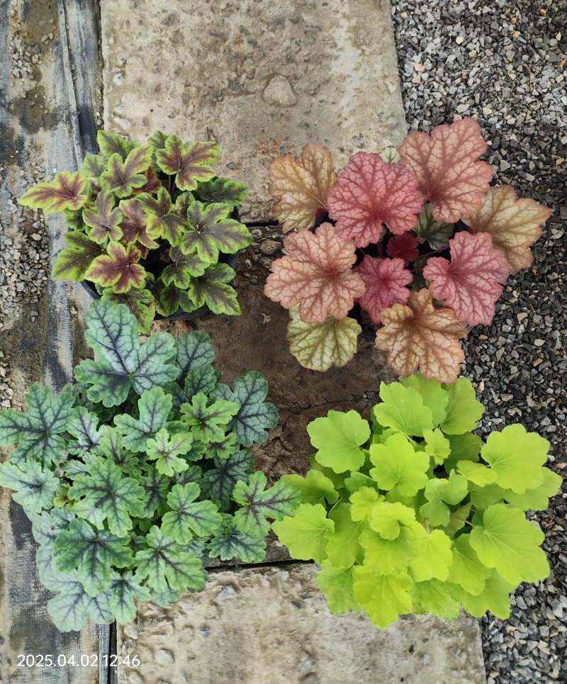 一加仑盆矾根
