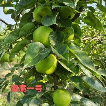 酥脆一号