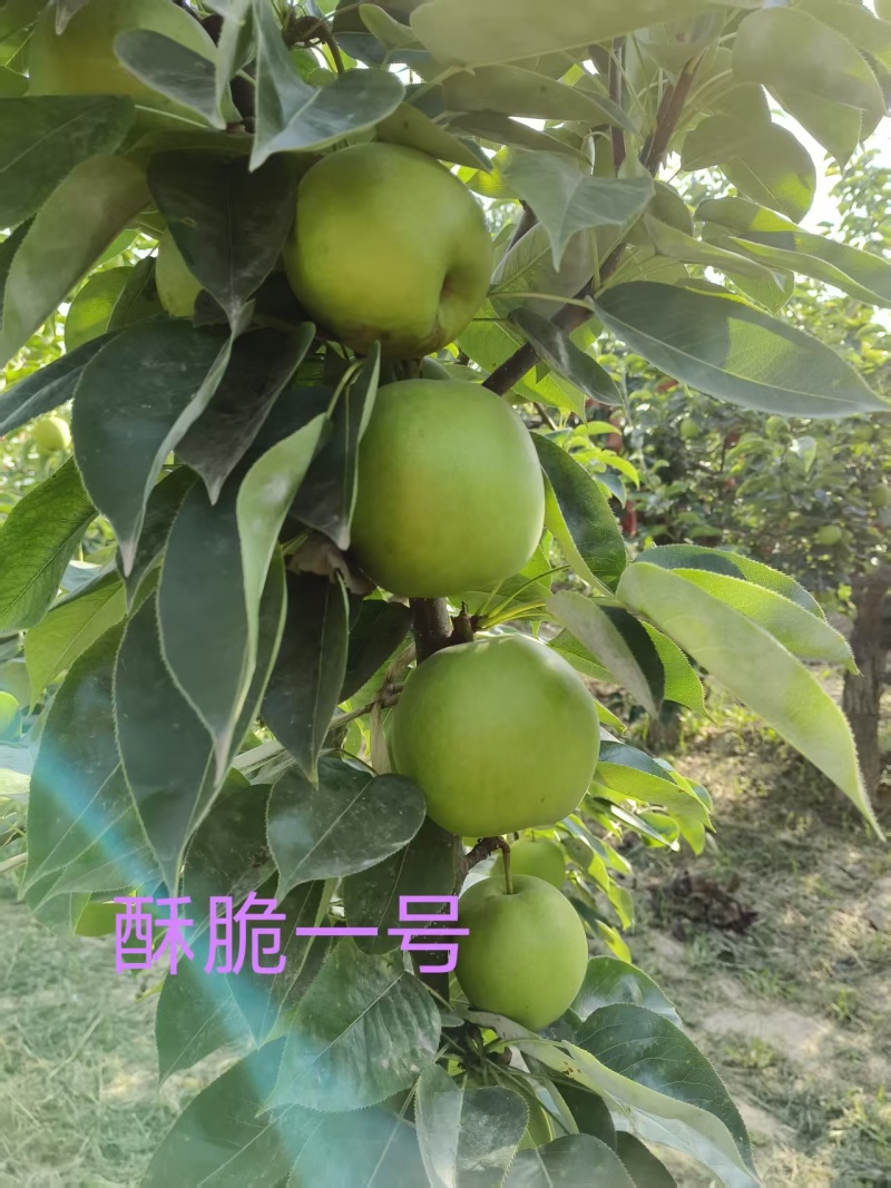 酥脆一号