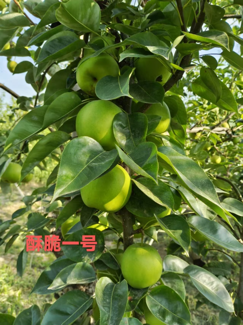 酥脆一号
