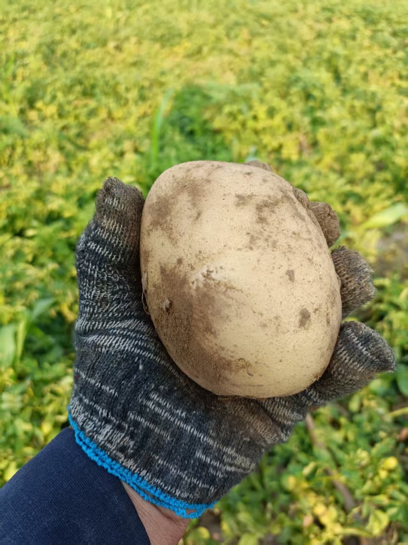黄心土豆沃土5号