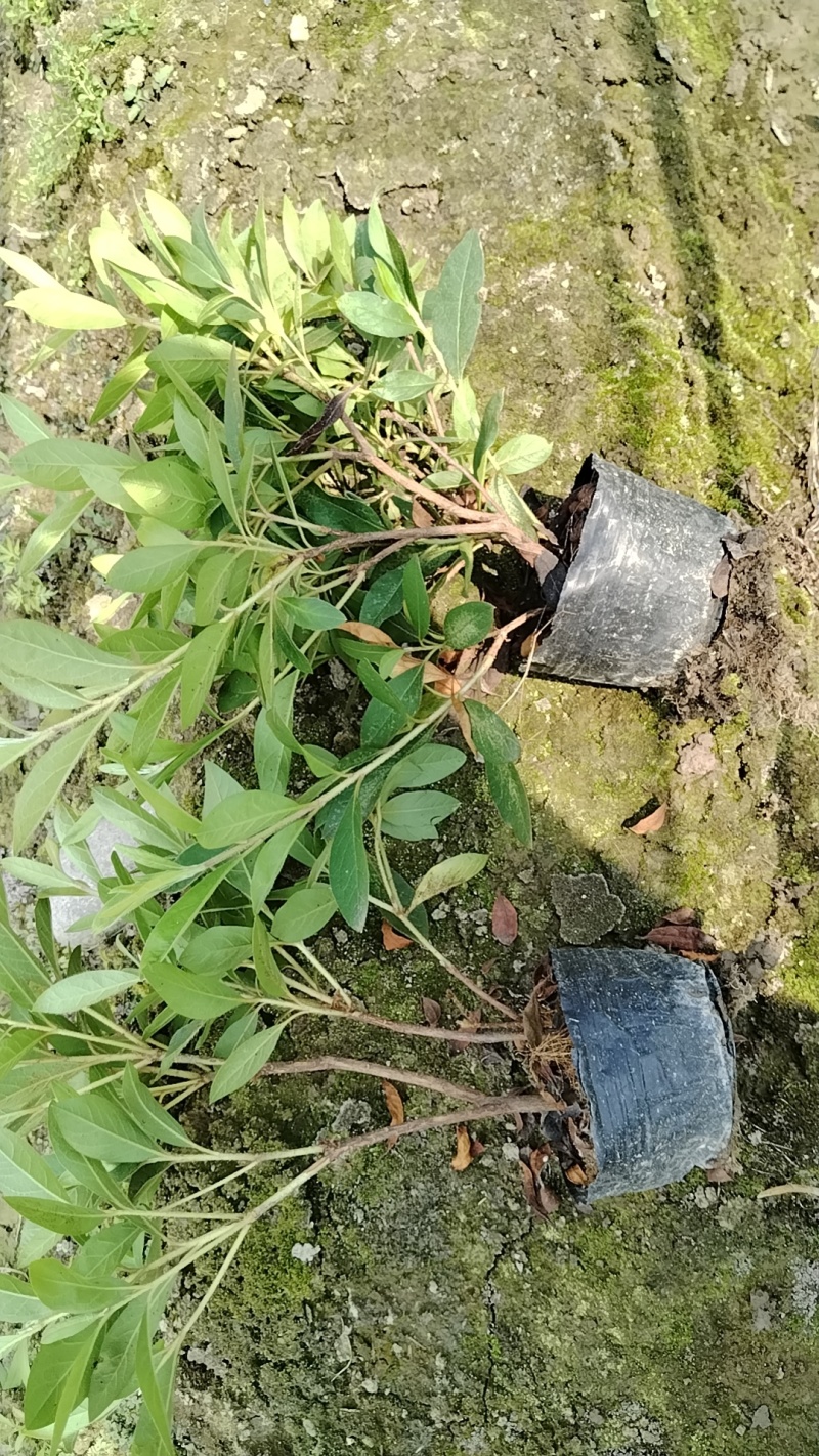 毛杜鹃大杯