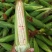 万糯2000，花玉米，白糯米，水果玉米
