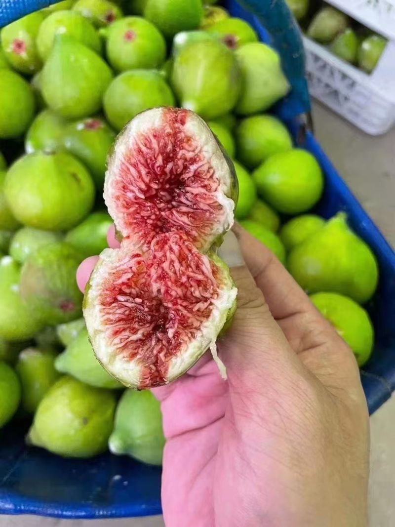 鲜无花果，青皮无花果，新鲜上市，天然无公害
