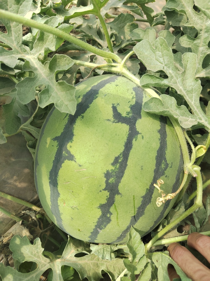 陕西美都麒麟西瓜，无籽直播苗，产地直供，