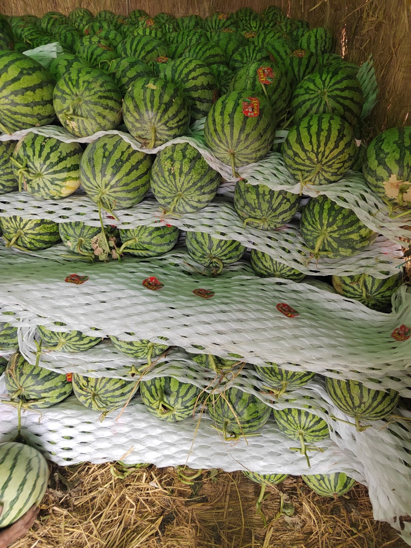 陕西美都麒麟西瓜，无籽直播苗，产地直供，