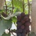 藤稔葡萄（乒乓球葡萄）