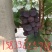 藤稔葡萄（乒乓球葡萄）