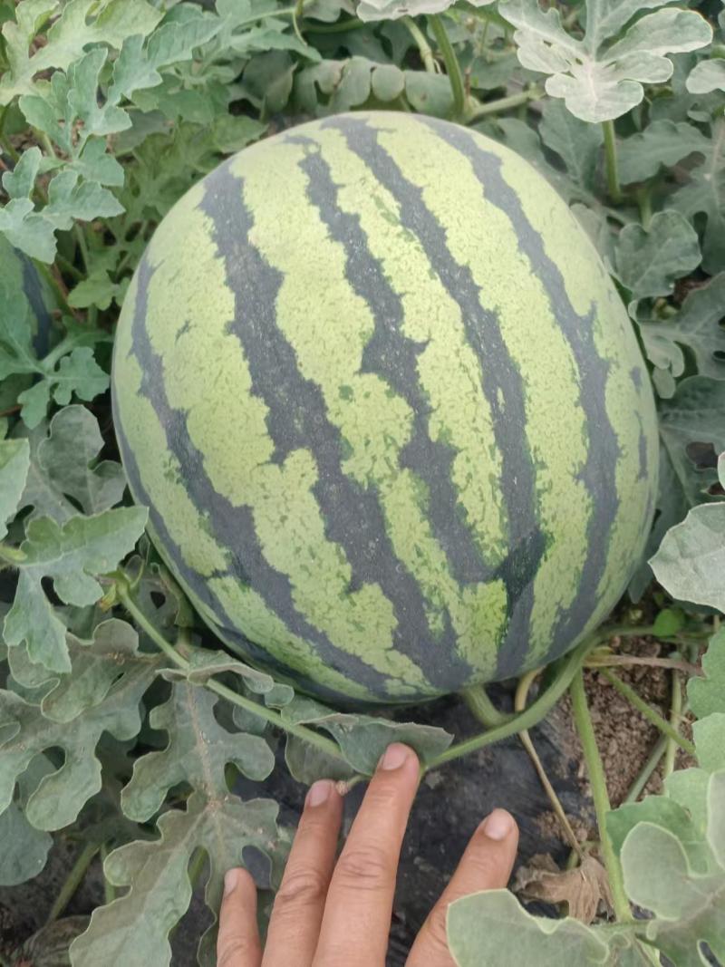 陕西美都麒麟西瓜，无籽直播苗，产地直供，