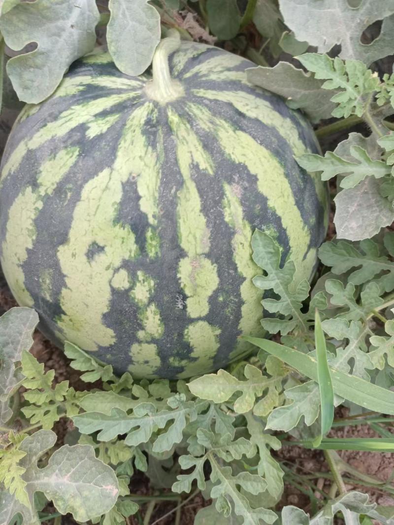 陕西美都麒麟西瓜，无籽直播苗，产地直供，