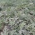 陕西美都麒麟西瓜，无籽直播苗，产地直供，
