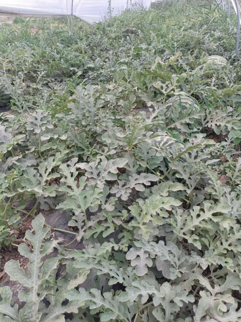 陕西美都麒麟西瓜，无籽直播苗，产地直供，