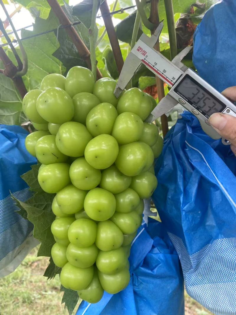 阳光玫瑰葡萄，自有葡萄园，葡萄基地种植，鲜果现发量大质优
