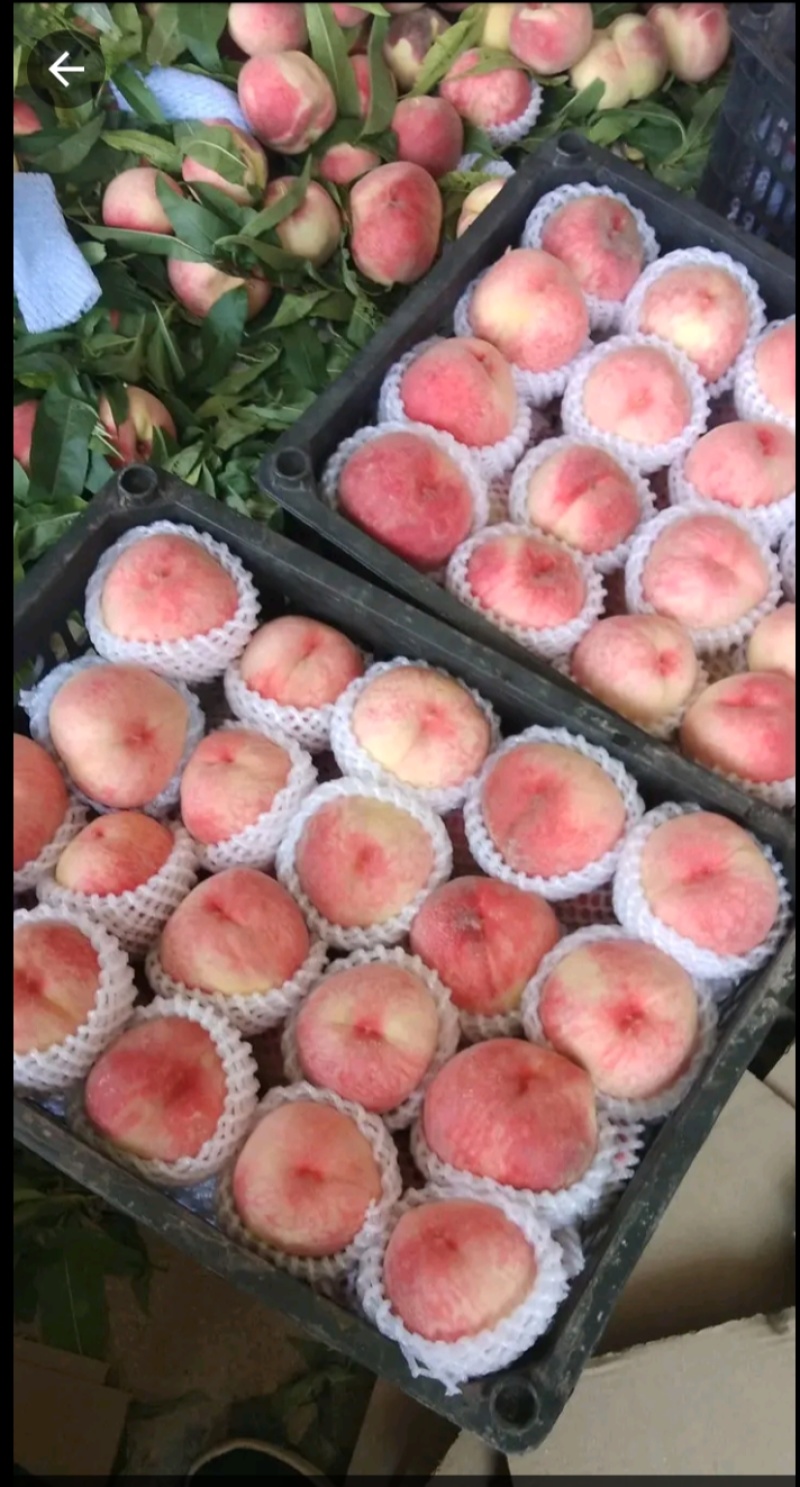 天水套袋桃子马上上市，有需要的老板可以前来采购……