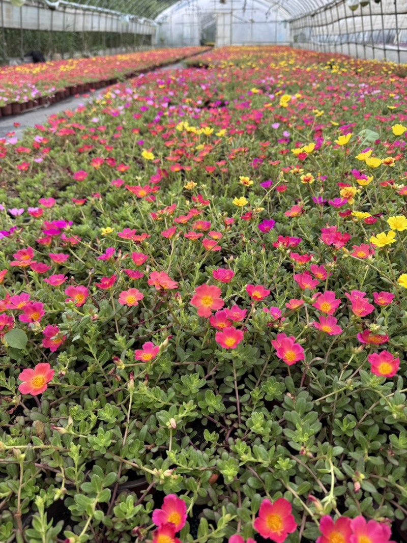 太阳花
