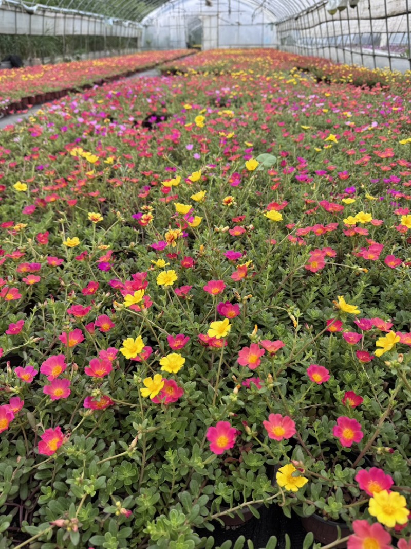 太阳花