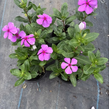 长春花