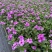 长春花