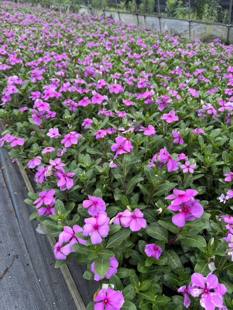 长春花