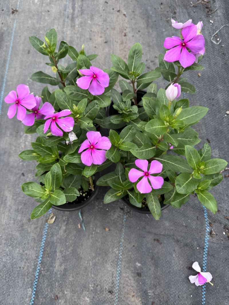 长春花
