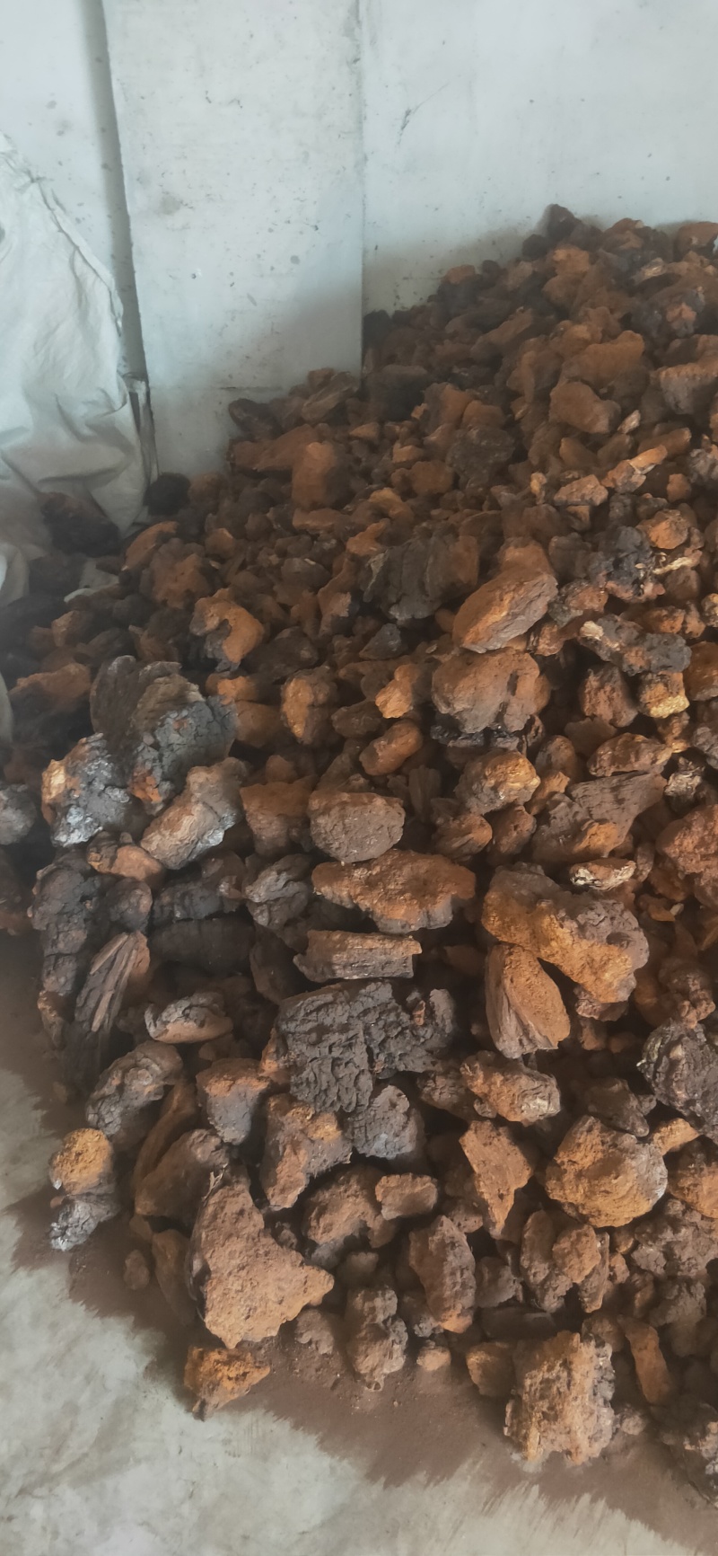 华树茸